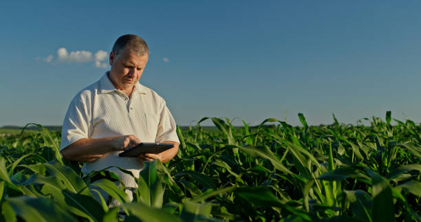 istock Farmer using a tablet, standing in the distance among green corn 2159789191