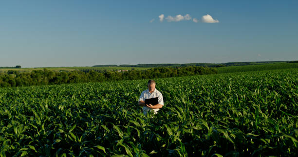 istock Farmer using a laptop, standing in the distance among green corn 2159789260