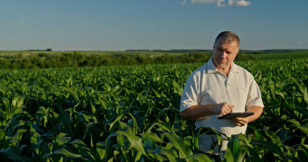 istock Farmer using a tablet, standing in the distance among green corn 2159789286