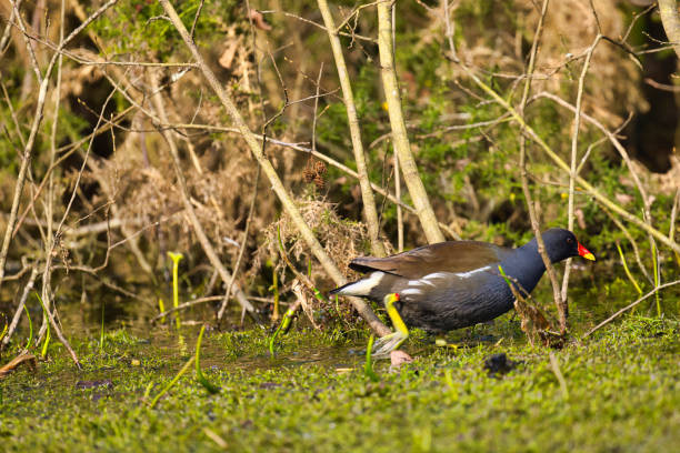 Pretty Moorhen wading quickly across an overgrown pond.