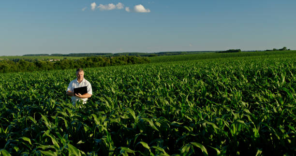 istock Farmer using a laptop, standing in the distance among green corn 2159789301