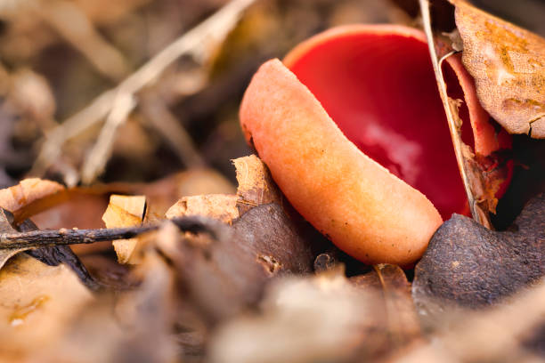 Scarlet Elf Cup - (Sarcoscypha coccinea) - fungus that is not poisonous - but tastes pretty awful - and can be eaten raw. It has a slightly nutty and earthy flavour and, if cooked, keeps its distinctive bright colour.