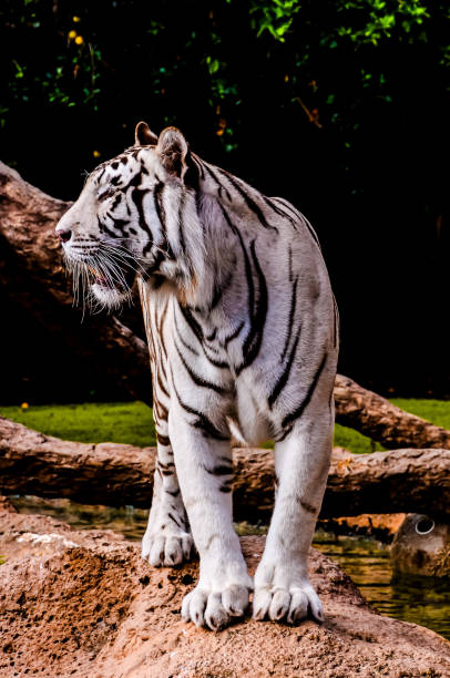 istock Rare White Striped Wild Tiger 2159792031