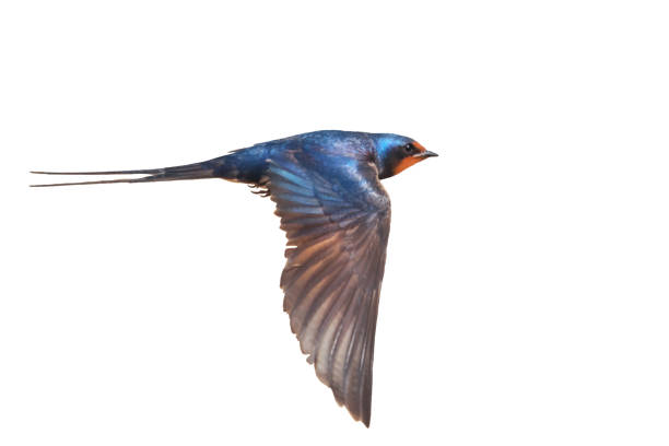 istock bird in flight, barn swallow isolated 2159794828
