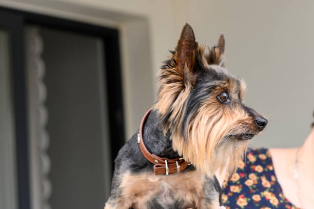 istock Mini Yorkshire Terrier Portrait 1 2159795365
