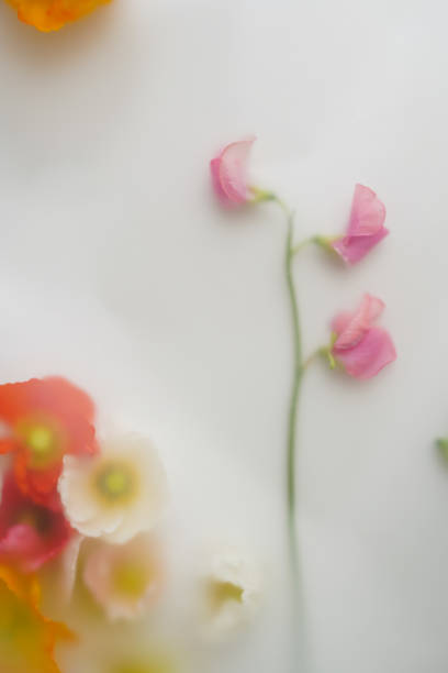 istock Top view of fresh blurred flowers on white background 2159798873