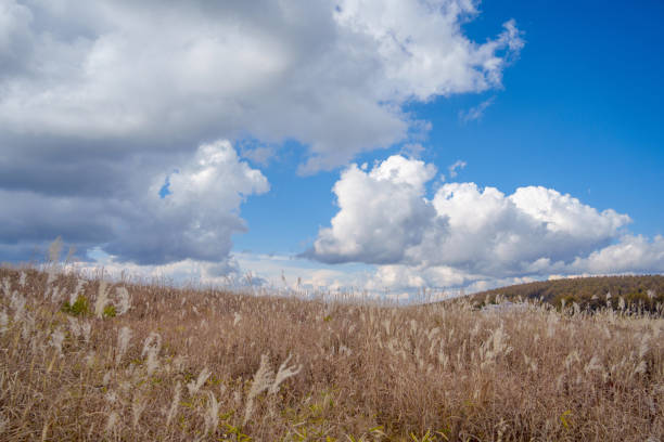 Kirigamine Plateau, silver grass field in autumn (Suwa City, Nagano Prefecture, Japan)
