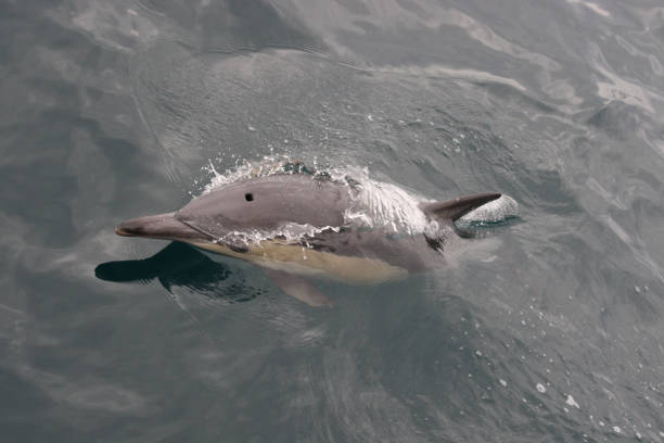 istock long-beaked common dolphin, Delphinus capensis, False Bay, South Africa 2159799851