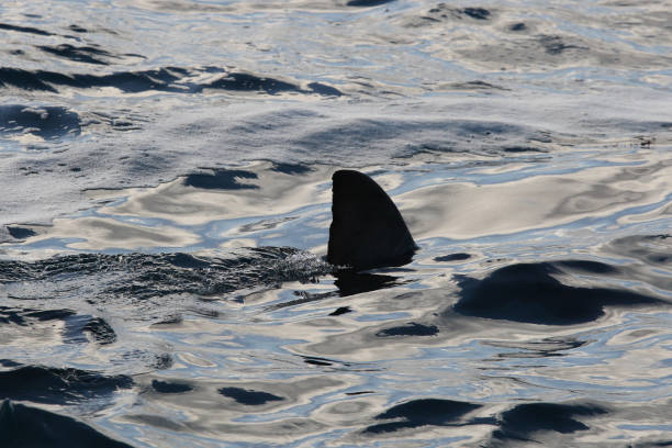 istock great white shark, Carcharodon carcharias, Neptune Islands, South Australia 2159799888