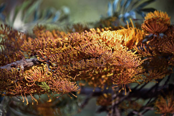 Arboreal orange flowers