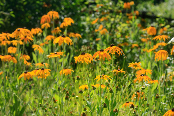 istock Colorful flowers in summer garden 2159802119