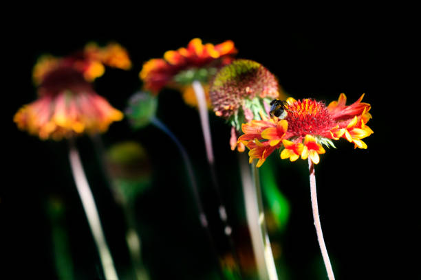 Colorful flowers in summer garden
