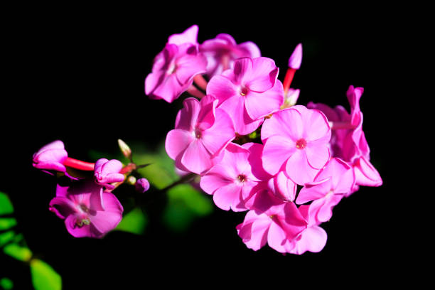 Purple flower macro backlight photography