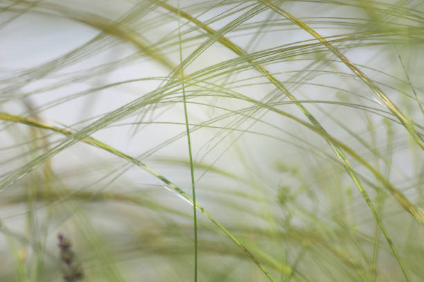 istock Blades of grass in the windy day as a summer background. Photo with selective focus 2159802465