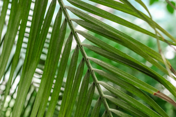 istock Phoenix roebelenii tropical green leaves in forest 2159803212