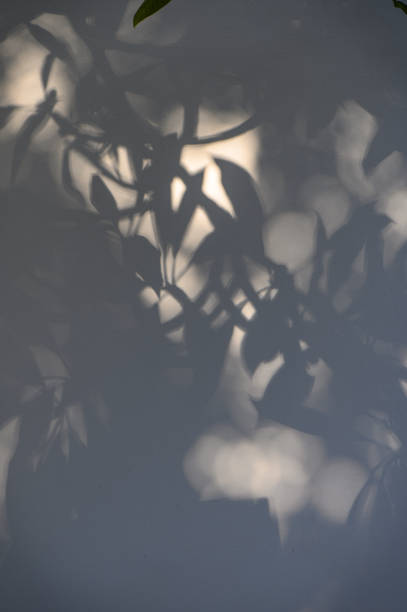 istock Trees branch and leaf with shadow on yellow paper background. Place for text, copy space, top view 2159803978