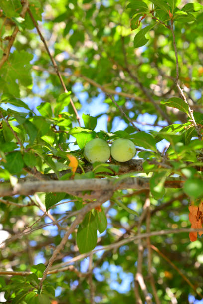 Green plum fruits and branches