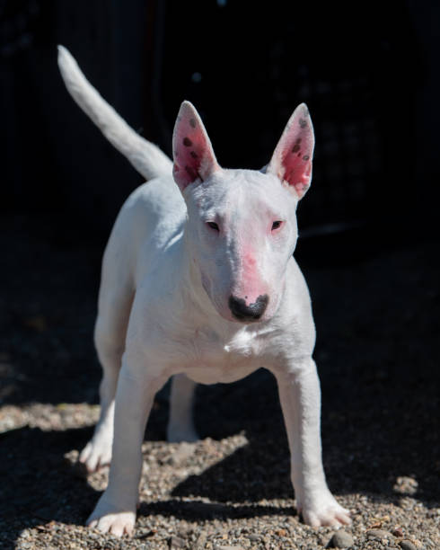 istock Miniature white bull terrier puppy standing for a portrait 2159810323