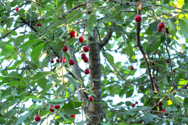 Red cherry tree with sun shining through the green leaves of the tree