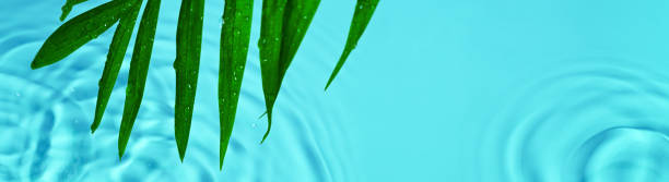 istock Palm leaves on blue water background 2159811048