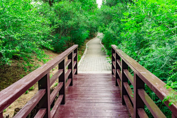 The trail surrounded by shrubs on both sides in the park