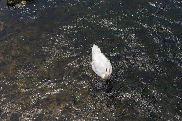 Whooper Swans in Galway River