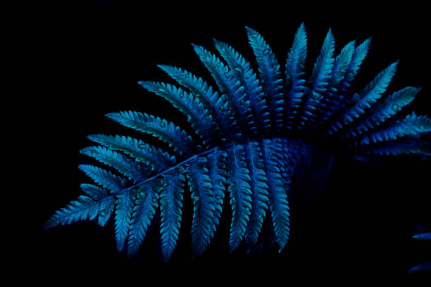 tropical fern leaf on dark nature background