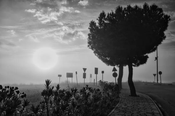 Black and white photograph of a sunrise with fog and silhouettes of a tree and numerous signs in the foreground.