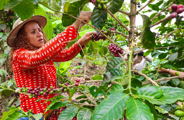 istock Peasant woman harvests coffee from her crops 2159815996