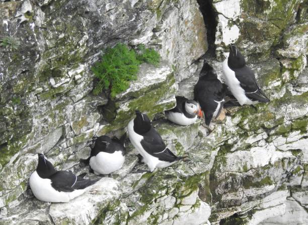 istock Front side view of an Atlantic Puffin sitting on rock between five Razorbills at the edge of a cliff 2159816989