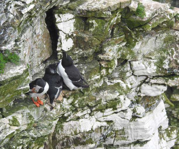 istock Atlantic Puffin with bent-over head preening its feathers while standing next to two Razorbills on the edge of a cliff 2159817000