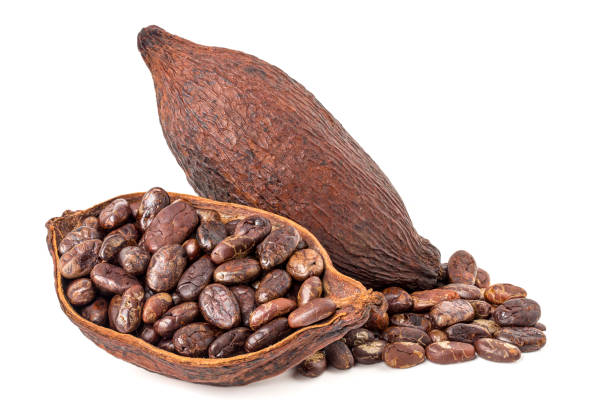 istock Cocoa beans in the shell and dried cocoa fruit. 2159817301