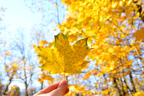 a person holds a maple leaf in front of a blue sky