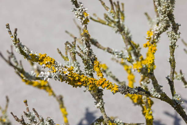 Xanthoria parietina on a plant top view