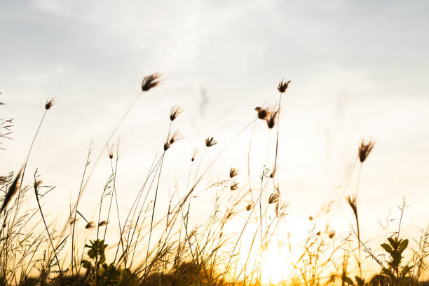 istock Silhouette of grass flower on sunset background 2159818960