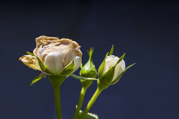 side view of three roses in sunlight