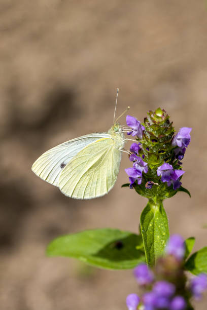 Pieris brassicae on Prunella vulgaris