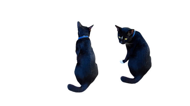 A cut-out of black cats on a white background with clipping paths. The sleek fur and piercing eyes of the cat are highlighted, showcasing its mysterious and elegant appearance.