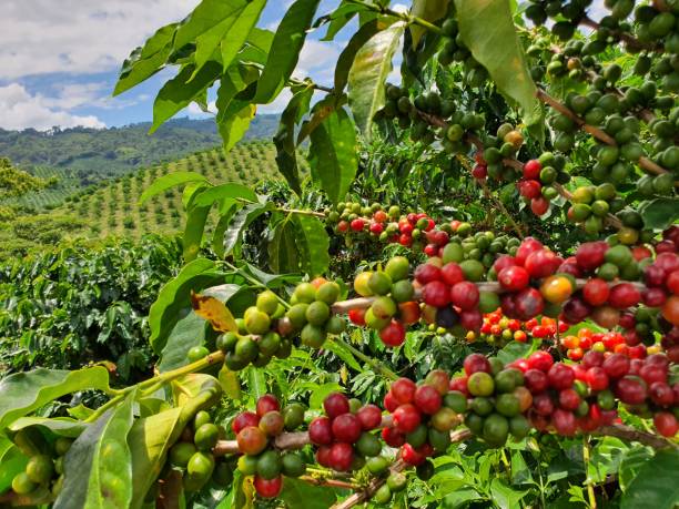istock Coffee sticks full of fruit 2159820040