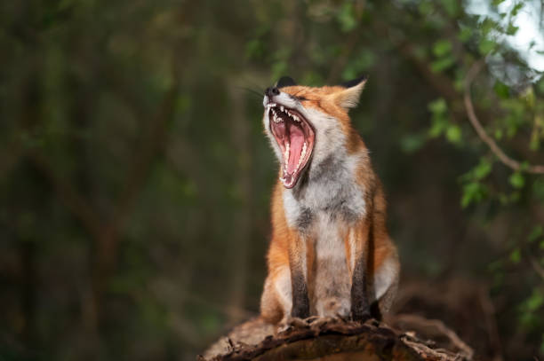 Potrait of a red fox yawning in a forest