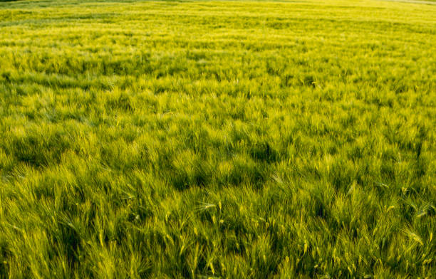 istock Landscape with rye growing in a field during early summer 2159821990
