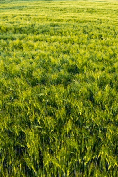istock Landscape with rye growing in a field during early summer 2159822008
