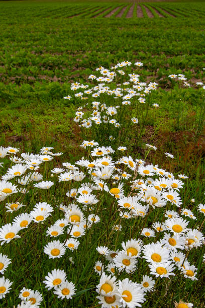 istock Wild daisy (Bellis perennis) during summer in Wisconsin 2159822138