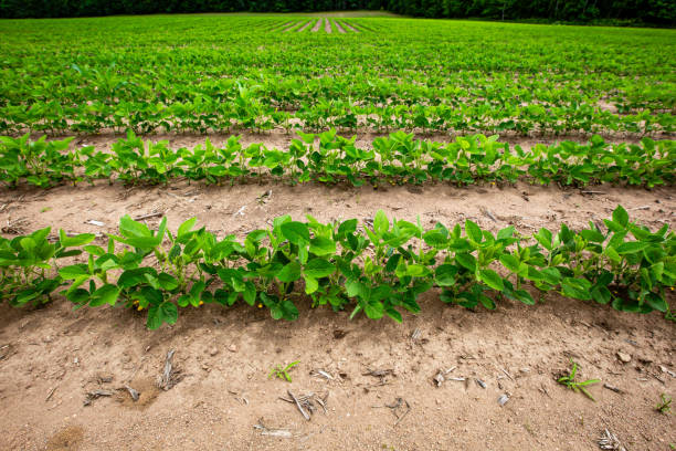 istock Wisconsin soybean field in early summer 2159822242