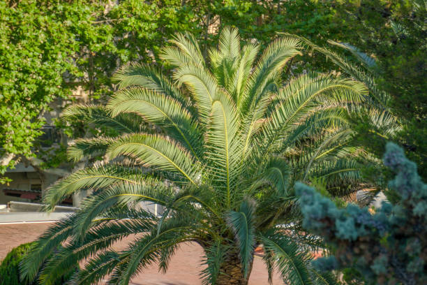 istock Plants and trees in urban gardens 2159822992