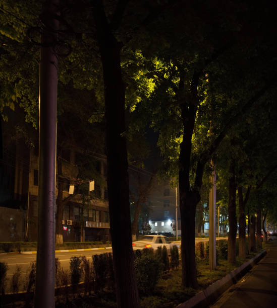 istock Night lights in oak foliage 2159824723