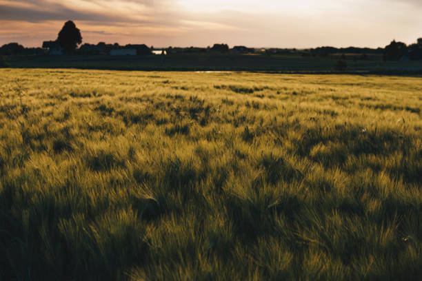 Landscape with rye growing in a field during early summer