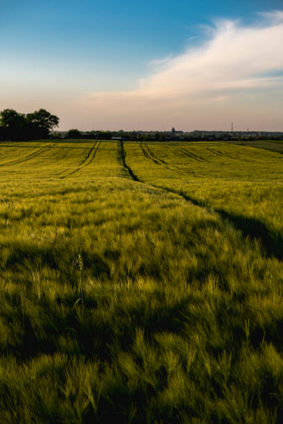 istock Landscape with rye growing in a field during early summer 2159826549