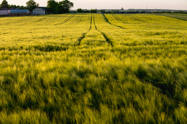 istock Landscape with rye growing in a field during early summer 2159826550