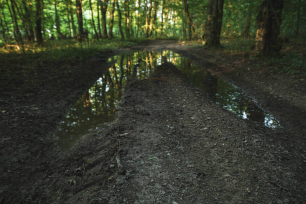 istock A puddle on the road through the dark deciduous forest of the temperate zone 2159826640